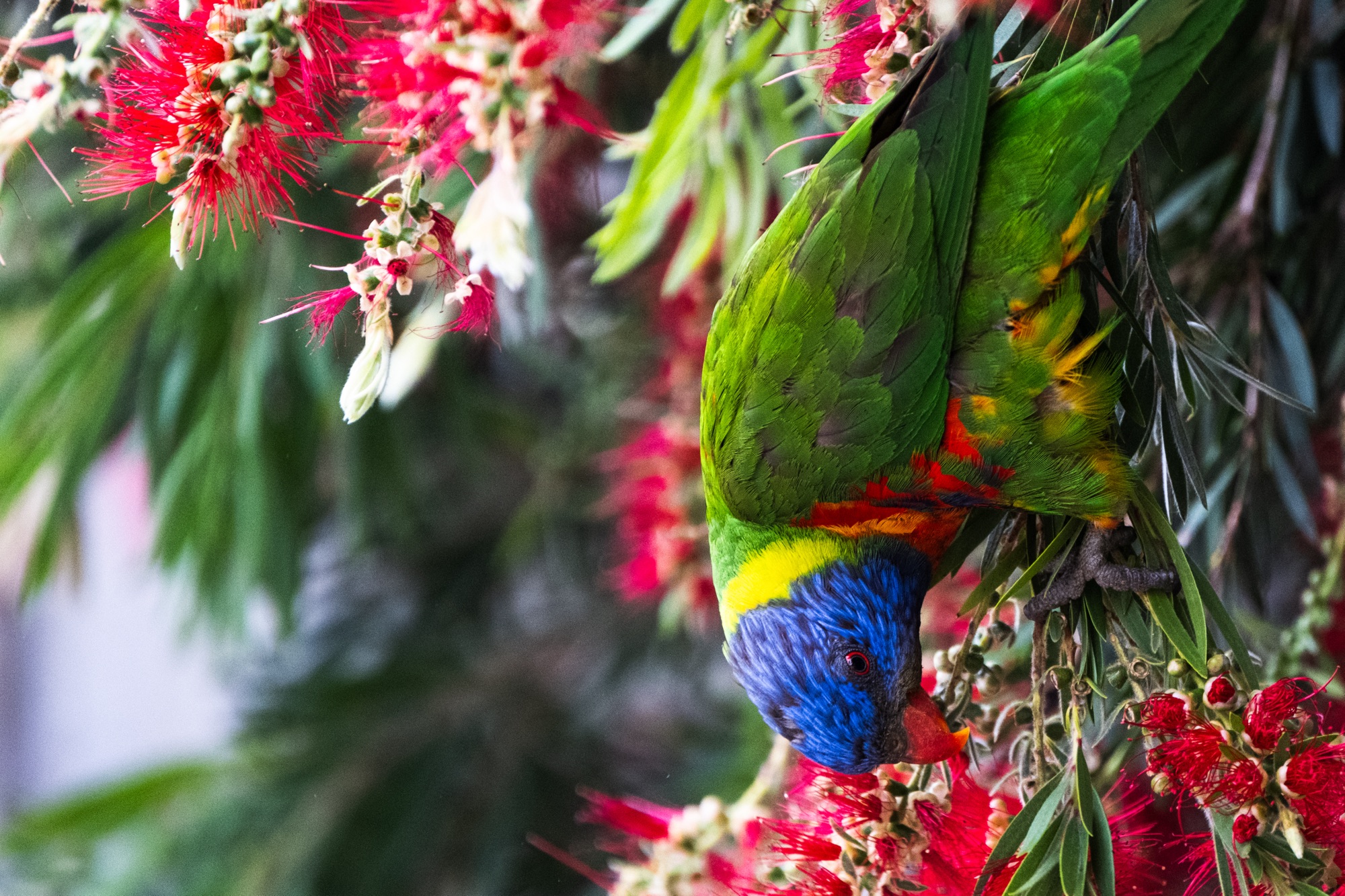 Summer evenings at home in Melbourne